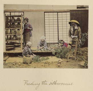 Feeding the silkworms; Shinichi Suzuki, Japanese, 1835 - 1919, Japan; about 1873 - 1883; Hand-colored Albumen silver print