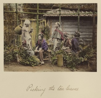 Picking the Tea Leaves; Shinichi Suzuki, Japanese, 1835 - 1919, Japan; about 1873 - 1883; Hand-colored Albumen silver print