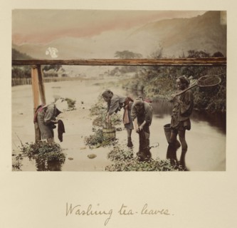 Washing Tea Leaves; Shinichi Suzuki, Japanese, 1835 - 1919, Japan; about 1873 - 1883; Hand-colored Albumen silver print