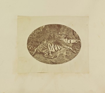 Tiger; Colonel William Willoughby Hooper, British, 1837 - 1912, India; about 1870; Albumen silver print