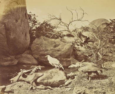 Vultures on Carcass; Colonel William Willoughby Hooper, British, 1837 - 1912, India; about 1870; Albumen silver print