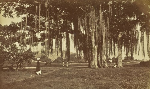 print; Colonel William Willoughby Hooper, British, 1837 - 1912, India; about 1870; Albumen silver print