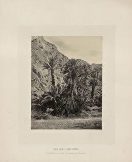 Wild Palms, Wady Feiran; Francis Frith, English, 1822 - 1898, Sinai Peninsula, Egypt; about 1865; Albumen silver print