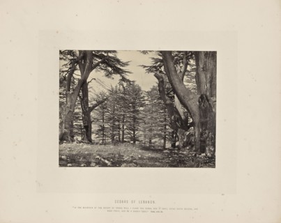 Cedars of Lebanon; Francis Frith, English, 1822 - 1898, Lebanon; about 1865; Albumen silver print