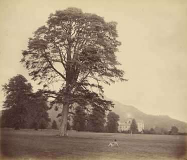 Great Scots Fir on Lawn; Vernon Heath, British, 1819 - 1895, active London, England, Inveraray, Scotland; 1871; Albumen silver