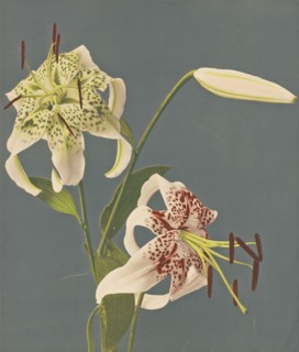 Lilies; Kazumasa Ogawa, Japanese, 1860 - 1929, 1897; Hand-colored collotype; 27.8 x 23.5 cm, 10 15,16 x 9 1,4 in