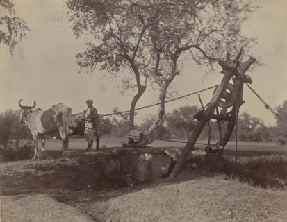 Kos; India; 1886 - 1889; Albumen silver print