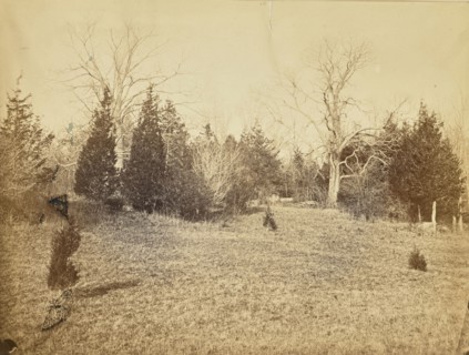 Chestnuts and Cedars - December; Possibly Alfred Booth, English, 1834 - 1914, and Thomas E. Jevons, American, born England