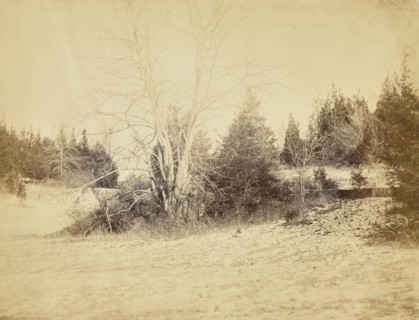 Cedars and c by the Sunk Fence; Possibly Alfred Booth, English, 1834 - 1914, and Thomas E. Jevons, American, born England, 1841