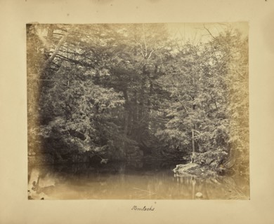 Hemlocks; Possibly Alfred Booth, English, 1834 - 1914, and Thomas E. Jevons, American, born England, 1841 - 1919, New York