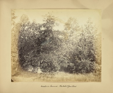 Woods in Summer - Pin Oak and Gum Trees; Possibly Alfred Booth, English, 1834 - 1914, and Thomas E. Jevons, American, born