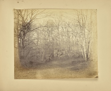Clearing in a wood; Possibly Alfred Booth, English, 1834 - 1914, and Thomas E. Jevons American, born England, 1841 - 1919