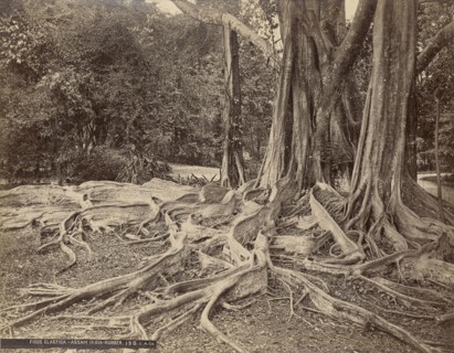 Ficus Elastica - Assam India - Rubber; Charles T. Scowen, English, 1852 - 1948, The Colombo Apothecaries Co., Ltd., Sri Lankan