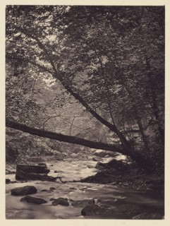 Trees over stream; Arthur Brown, British, active 1850s, Newcastle upon Tyne, England; 1878; Carbon print; 9.7 x 7.1 cm