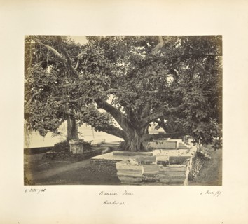Large Banian Tree at Hurdwar; Samuel Bourne, English, 1834 - 1912, HaridwÄr, Uttarakhand, India, Asia; October 4, 1865