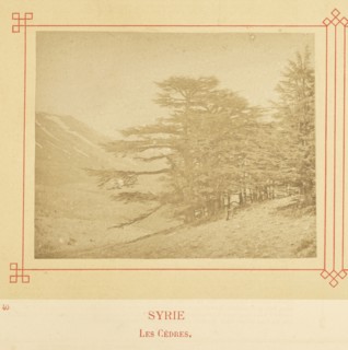 Les Cèdres; Félix Bonfils, French, 1831 - 1885, Alais, France; about 1878; Albumen silver print