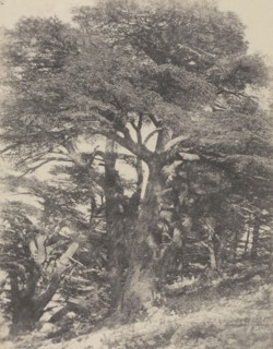 Groupe de Cèdres de Mt. Liban , Group of Cedar Trees, Mount Lebanon; Ernest Benecke, German, born England, 1817 - 1894, Louis