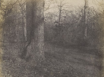Landscape with Barren Trees; French, Louis Désiré Blanquart-Evrard, French, 1802 - 1872, Lille, France; 1853; Salted paper