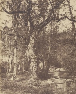 Wooded Landscape with Stream; Attributed to John Stewart, British, 1800 - 1887, Louis Désiré Blanquart-Evrard, French, 1802