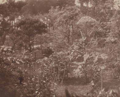 Landscape with Shrubs and Trees; French, Louis Désiré Blanquart-Evrard, French, 1802 - 1872, Lille, France; about 1853; Albumen