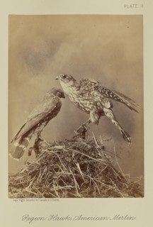 Pigeon Hawk; American Merlin; William Notman, Canadian, born Scotland, 1826 - 1891, Montreal, Québec, Canada; 1876; Albumen