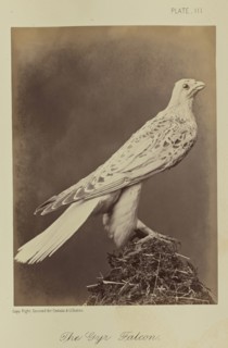 The Gyr Falcon; William Notman, Canadian, born Scotland, 1826 - 1891, Montreal, Québec, Canada; 1876; Albumen silver print