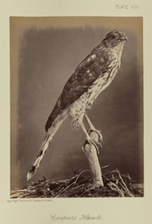 Cooper's Hawk; William Notman, Canadian, born Scotland, 1826 - 1891, Montreal, Québec, Canada; 1876; Albumen silver print