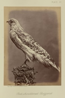Red shouldered Buzzard; William Notman, Canadian, born Scotland, 1826 - 1891, Montreal, Québec, Canada; 1876; Albumen silver