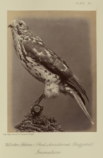 Winter Falcon, Red shouldered Buzzard, Immature; William Notman, Canadian, born Scotland, 1826 - 1891, Montreal, Québec