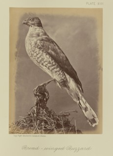 Broad-winged Buzzard; William Notman, Canadian, born Scotland, 1826 - 1891, Montreal, Québec, Canada; 1876; Albumen silver