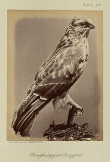 Rough-legged Buzzard; William Notman, Canadian, born Scotland, 1826 - 1891, Montreal, Québec, Canada; 1876; Albumen silver