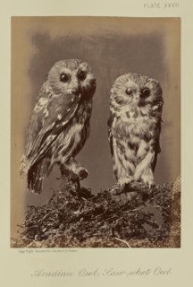 Acadian Owl; Saw-whet Owl; William Notman, Canadian, born Scotland, 1826 - 1891, Montreal, Québec, Canada; 1876; Albumen silver