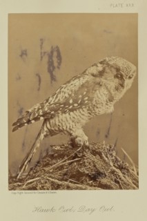 Hawk Owl; Day Owl; William Notman, Canadian, born Scotland, 1826 - 1891, Montreal, Québec, Canada; 1876; Albumen silver print