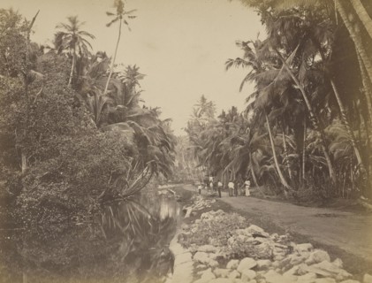 Cocoa-nut Grove near Galle, Ceylon; Galle, Sri Lanka; about 1863 - 1874; Albumen silver print