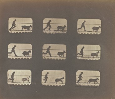 Running; Eadweard J. Muybridge, American, born England, 1830 - 1904, United States; 1878 - 1881; Iron salt process; 18.9 x 22.6