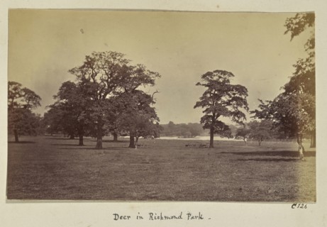 Deer in Richmond Park; Ronald Ruthven Leslie-Melville, Scottish,1835 - 1906, London, England; 1860s; Albumen silver print