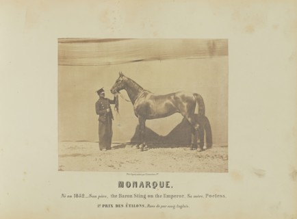 Monarque; Adrien Alban Tournachon, French, 1825 - 1903, France; 1860; Salted paper print; 17.5 × 22.3 cm, 6 7,8 × 8 3,4 in
