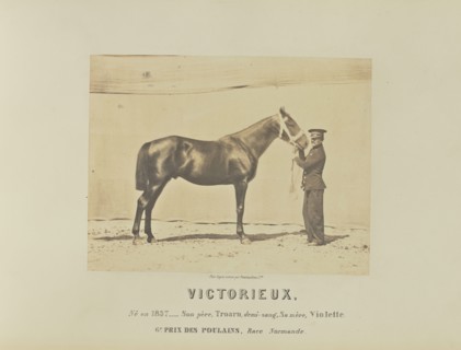 Victorieux; Adrien Alban Tournachon, French, 1825 - 1903, France; 1860; Salted paper print; 17.1 × 22.3 cm, 6 3,4 × 8 3,4 in
