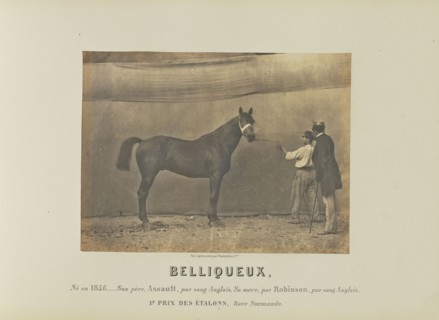 Belliqueux; Adrien Alban Tournachon, French, 1825 - 1903, France; 1860; Salted paper print; 17.7 × 23.5 cm, 6 15,16 × 9 1,4 in
