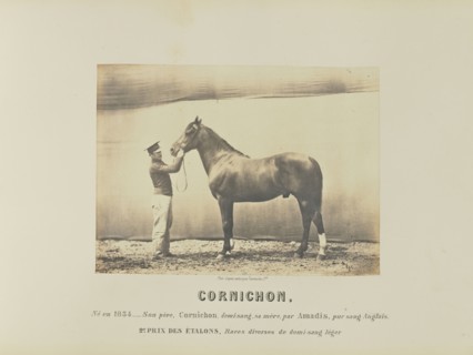 Cornichon; Adrien Alban Tournachon, French, 1825 - 1903, France; 1860; Salted paper print; 16.4 × 22.4 cm, 6 7,16 × 8 13,16 in