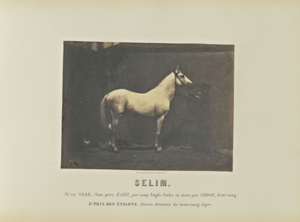 Selim; Adrien Alban Tournachon, French, 1825 - 1903, France; 1860; Salted paper print; 16.6 × 22.3 cm, 6 9,16 × 8 3,4 in