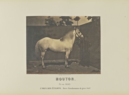 Mouton; Adrien Alban Tournachon, French, 1825 - 1903, France; 1860; Salted paper print; 17.3 × 22.2 cm, 6 13,16 × 8 3,4 in