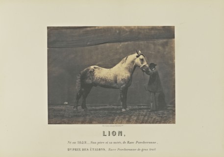 Lion; Adrien Alban Tournachon, French, 1825 - 1903, France; 1860; Salted paper print; 17 × 22.2 cm, 6 11,16 × 8 3,4 in