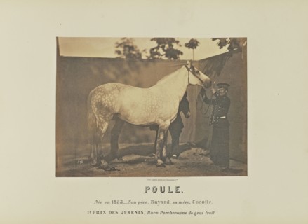 Poule; Adrien Alban Tournachon, French, 1825 - 1903, France; 1860; Salted paper print; 17.1 × 23.5 cm, 6 3,4 × 9 1,4 in