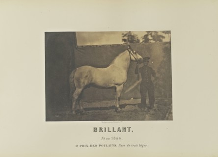 Brillant; Adrien Alban Tournachon, French, 1825 - 1903, France; 1860; Salted paper print; 15.8 × 22.2 cm, 6 1,4 × 8 3,4 in