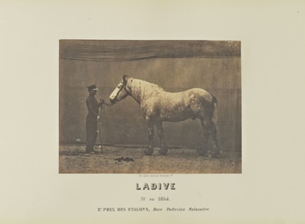 Ladive; Adrien Alban Tournachon, French, 1825 - 1903, France; 1860; Salted paper print; 16.4 × 22.3 cm, 6 7,16 × 8 3,4 in