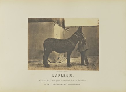 Lafleur; Adrien Alban Tournachon, French, 1825 - 1903, France; 1860; Salted paper print; 16.4 × 22.3 cm, 6 7,16 × 8 3,4 in