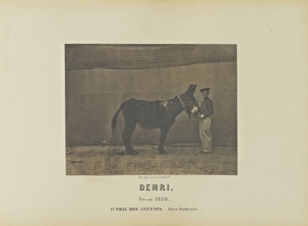 Demri; Adrien Alban Tournachon, French, 1825 - 1903, France; 1860; Salted paper print; 16.7 × 22.1 cm, 6 9,16 × 8 11,16 in