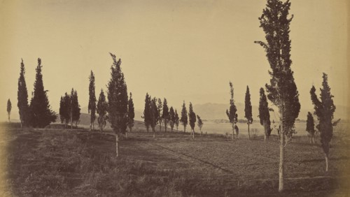 Trees in field; John Burke, British, active 1860s - 1870s, Afghanistan; 1878 - 1879; Albumen silver print