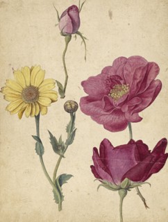 A Sheet of Studies with French Roses and an Oxeye Daisy; Jacques Le Moyne de Morgues, French, about 1533 - 1588, about 1570